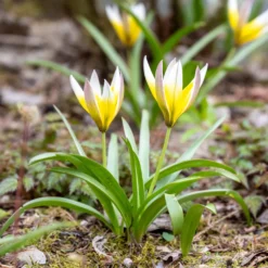 Wildtulpen Tarda (x10) - Sternform in Sonnengelb