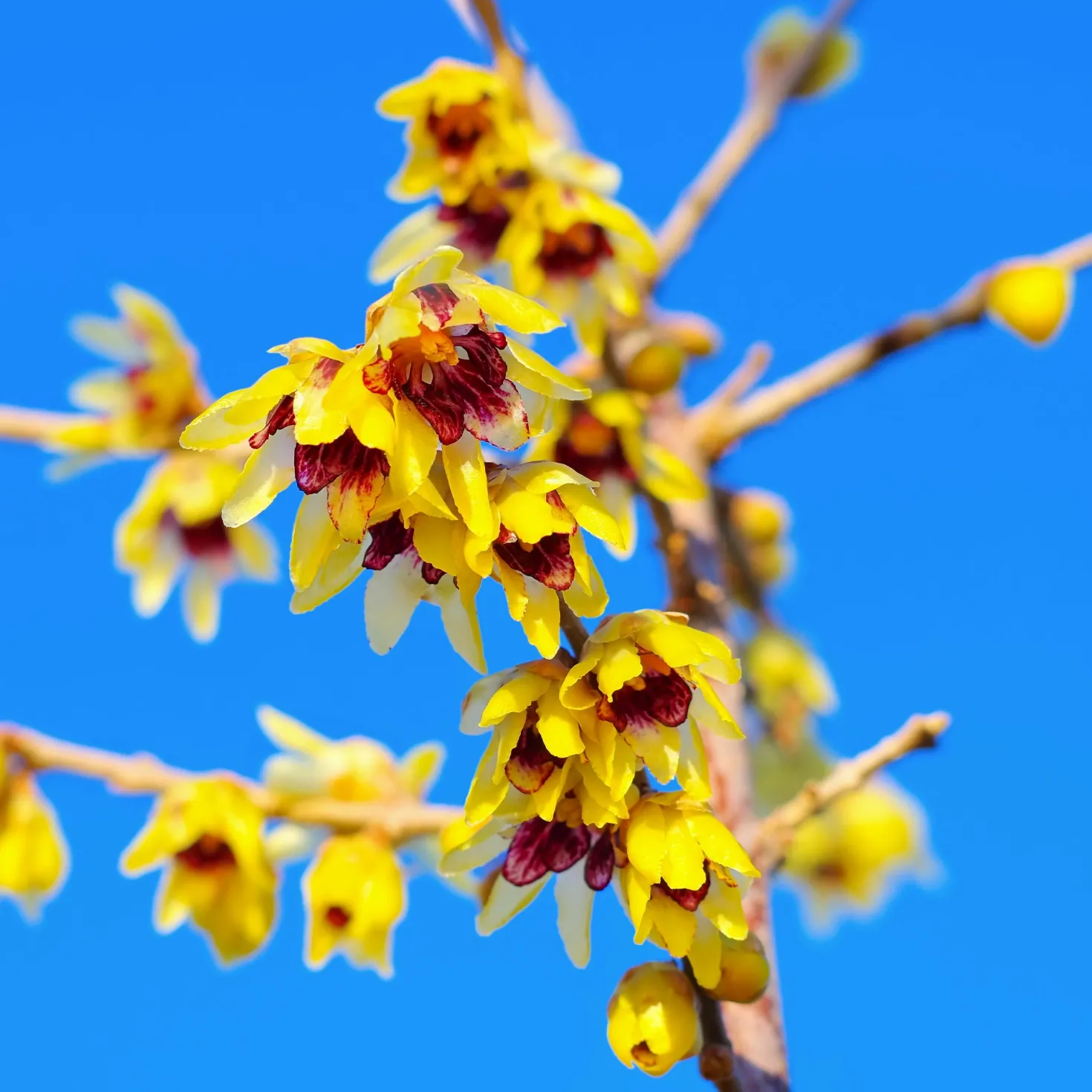 Winterblüte - Blüten mitten im Winter