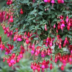 Winterharte Fuchsien Mischung (x6) - Blüten bis in den Oktober