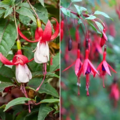 Winterharte Fuchsien Mischung (x6) - Blüten bis in den Oktober