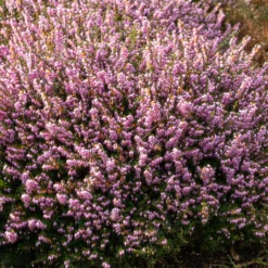Winterheide 'Darley Dale' - Farbe mitten im Winter