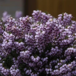 Winterheide 'Darley Dale' - Farbe mitten im Winter