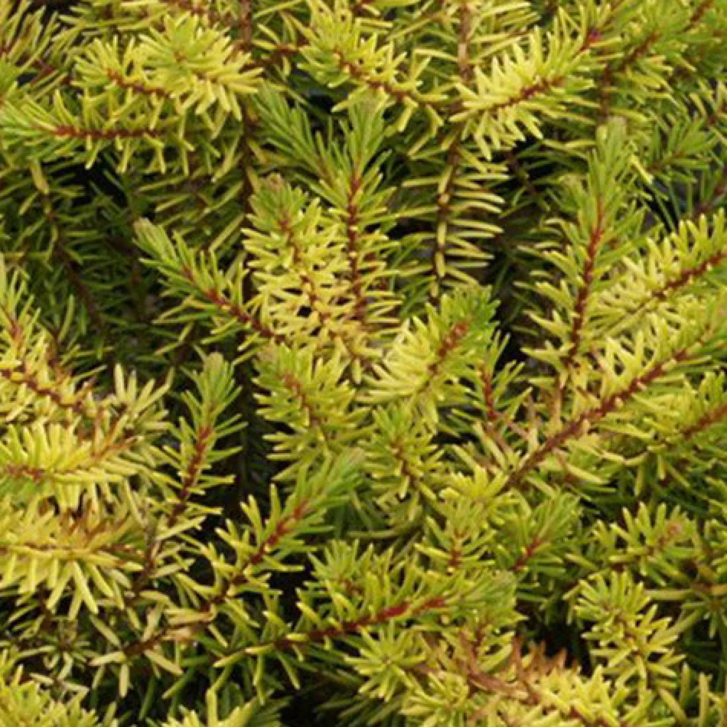 Winterheide Eva Gold - Farbe mitten im Winter