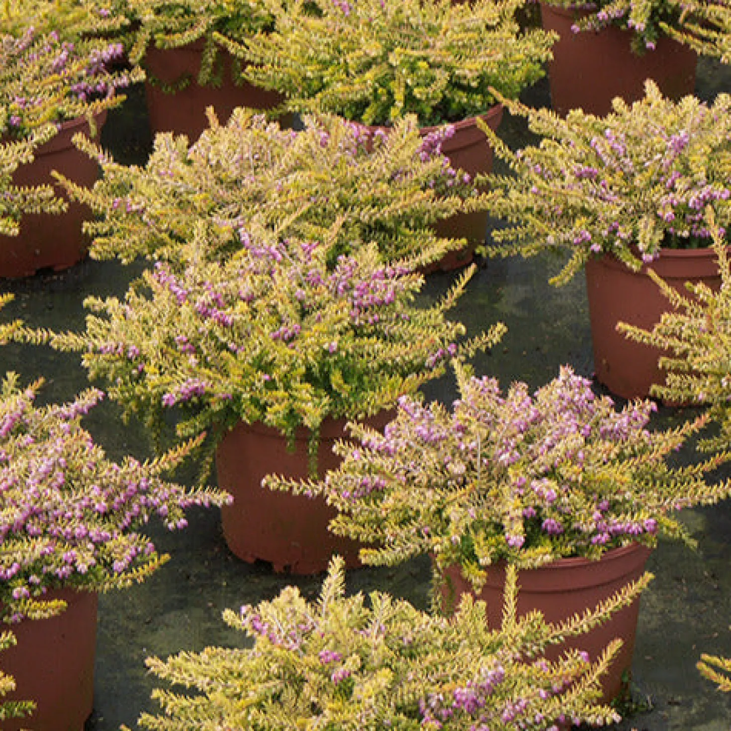 Winterheide Eva Gold - Farbe mitten im Winter