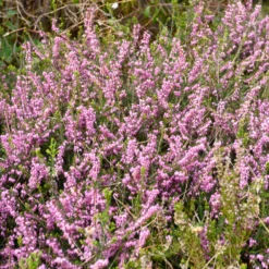 Winterheide Furzey - Farbe mitten im Winter