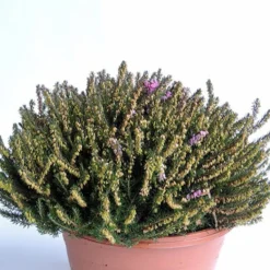 Winterheide J.W. Porter - Farbe im Winter, ganz einfach