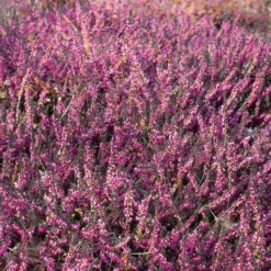 Winterheide 'Kramer's Rote' - Farbe im Wintergarten