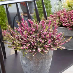 Winterheide 'Kramer's Rote' - Farbe im Wintergarten