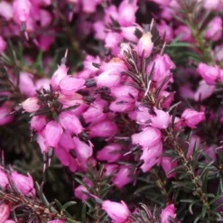 Winterheide 'Kramer's Rote' - Farbe im Wintergarten