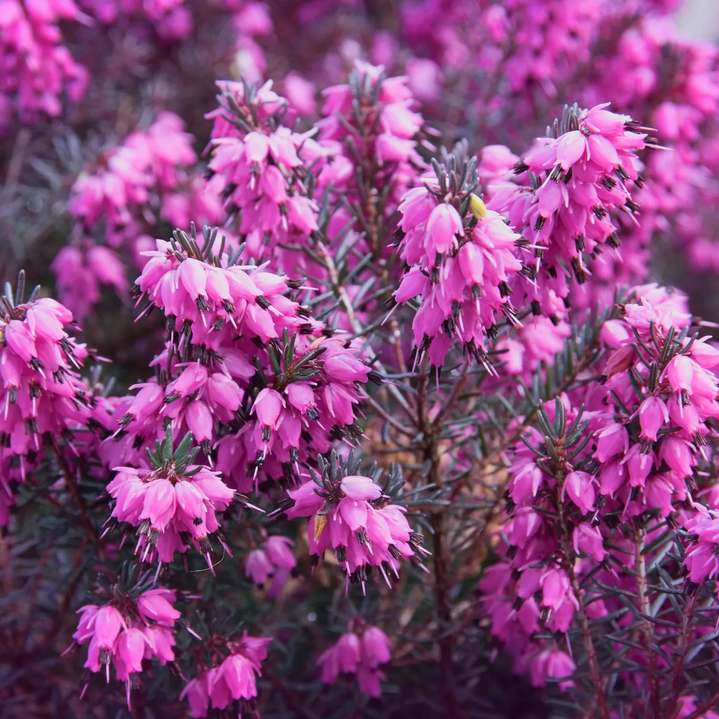 Winterheide ‘Lucie’ - Farbe mitten im Winter