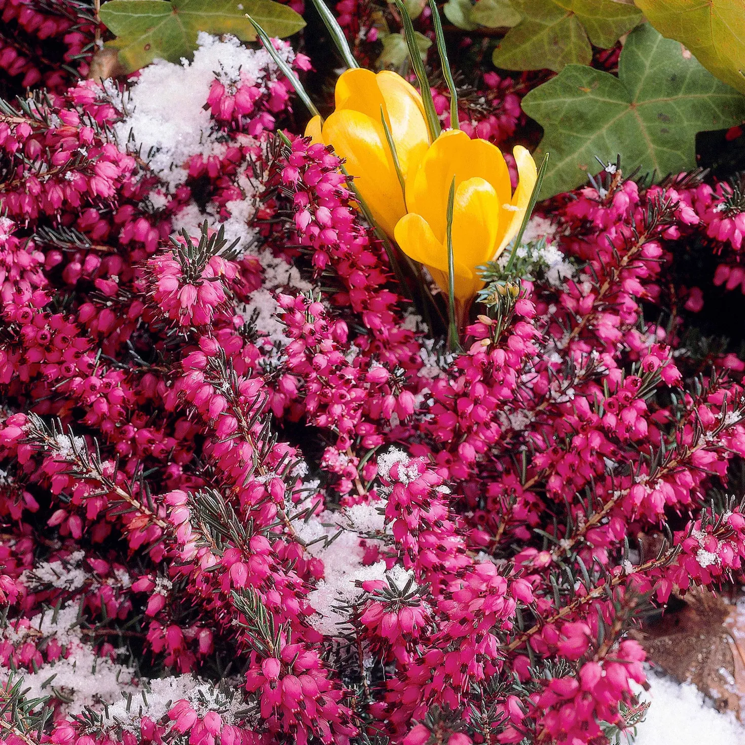 Winterheide ‘Lucie’ - Farbe mitten im Winter