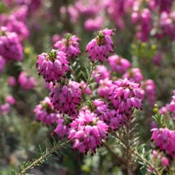 Winterheide ‘Myretoun Ruby’ - Farbe mitten im Winter