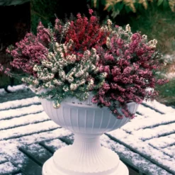 Winterheiden Mischung (rot + rosa + weiß) (x6) - Farbe mitten im Winter
