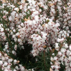 Winterheide Silberschmelze - Blüten sogar im Winter