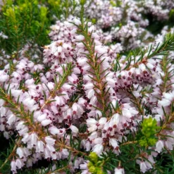 Winterheide Silberschmelze - Blüten sogar im Winter