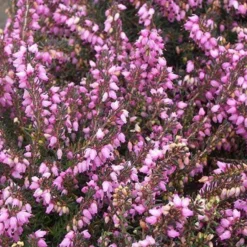 Winterheide ‘Spring Surprise’ - Farbe mitten im Winter