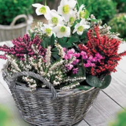 Winterheide und Christrose Mischung (x4) - Farbe mitten im Winter