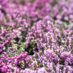 Winterheide und Christrose Mischung (x4) - Farbe mitten im Winter