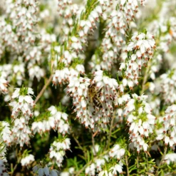 Winterheide und Christrose Mischung (x4) - Farbe mitten im Winter