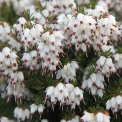 Winterheide White Glow - Blüten mitten im Winter