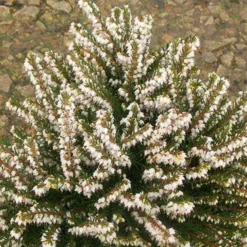 Winterheide White Glow - Blüten mitten im Winter
