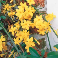 Winterjasmin - Gelbe Blüten mitten im Winter