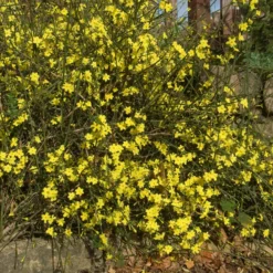 Winterjasmin - Gelbe Blüten mitten im Winter