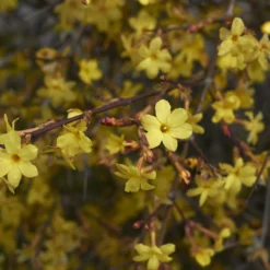 Winterjasmin - Gelbe Blüten mitten im Winter