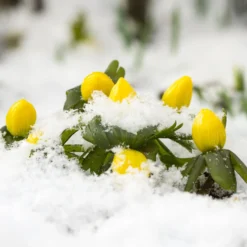 Winterling (x10) - Erste Blüten im Winter