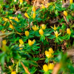 Winterling (x10) - Erste Blüten im Winter