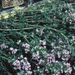 Winterthymian Bio - Würzig ernten, ganzjährig