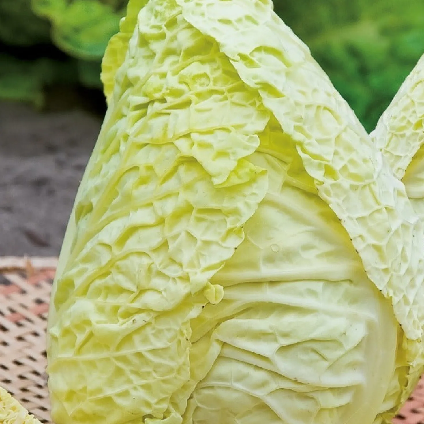 Wirsingkohl Bloemendaalse Gele Bio - Kohl bis in den Winter