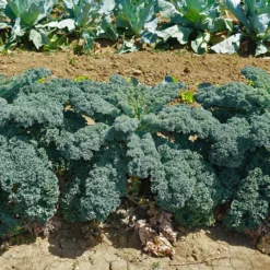 Wirsing ‚Westlandse Herbst‘ - Winterernte einfach gemacht
