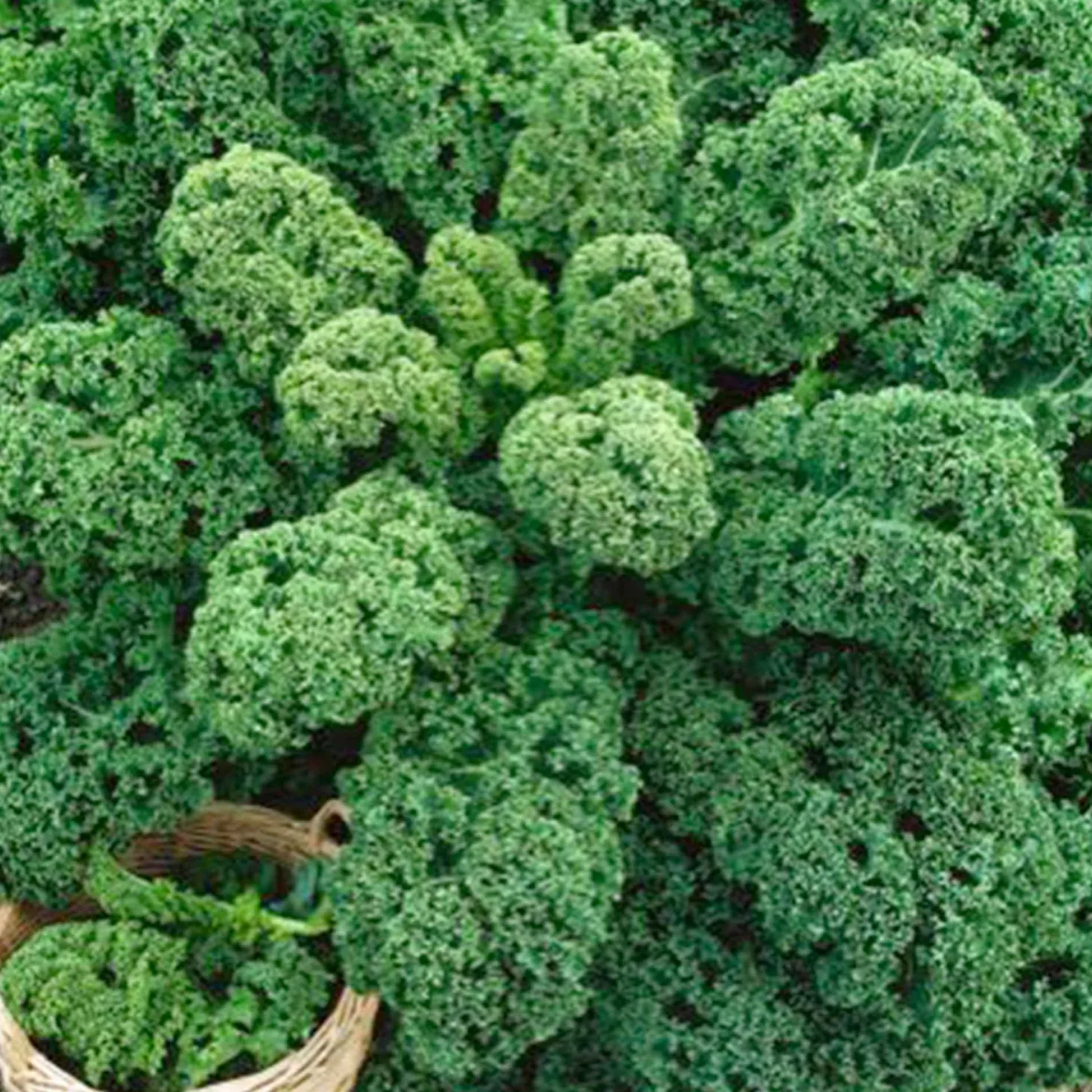 Wirsing ‚Westlandse Herbst‘ - Winterernte einfach gemacht
