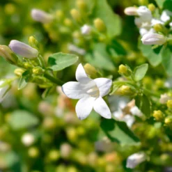 Witte muurklokje - Weißer Blütenteppich im Nu