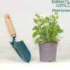 Witte verbena - Weiße Blütenkaskade für den Balkon
