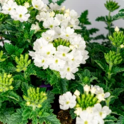 Witte verbena - Weiße Blütenkaskade für den Balkon