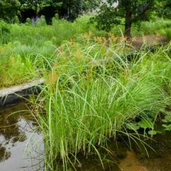 Wohlriechende Erdmandel - Grün am Wasser, ganz einfach