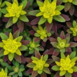 Wolfsmilch Purpurea - Purpurlaub trifft Goldblüte