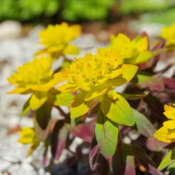 Wolfsmilch Purpurea - Purpurlaub trifft Goldblüte
