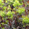 Wolfsmilch Ruby Glow - Rotes Laub das ganze Jahr