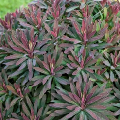 Wolfsmilch Ruby Glow - Rotes Laub das ganze Jahr