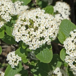 Wolliger Schneeball - Weiße Blüten, rote Beeren
