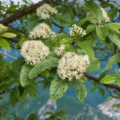 Wolliger Schneeball - Weiße Blüten, rote Beeren