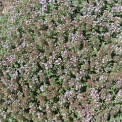 Wolliger Thymian - Grüner Duftteppich im Nu