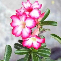 Wüstenrose in weißem Blumentopf - Spektakuläre Blüten für dekorative Räume