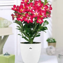 Wüstenrose in weißem Blumentopf - Spektakuläre Blüten für dekorative Räume