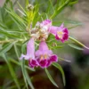 Wüstenweide - Exotische Blüten wie Orchideen