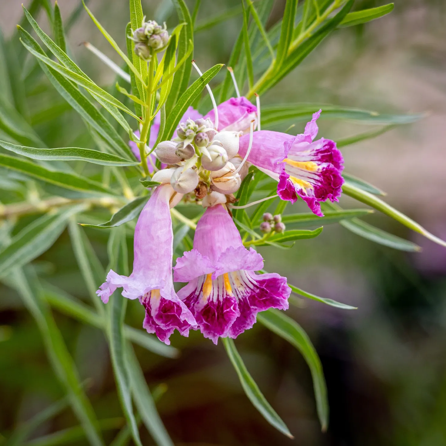 Wüstenweide - Exotische Blüten wie Orchideen