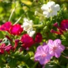 Wunderblume Mischung (x6) - Farbenspiel jeden Abend neu